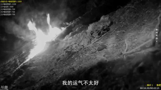 户外遛狗王飞哥发布了一个斗鱼视频2019-12-23