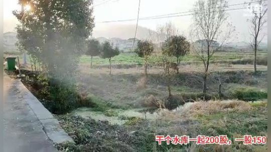 今天杀猪宰牛。 2019-12-26 16点场