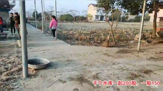 今天杀猪宰牛。 2019-12-26 16点场