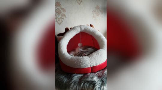 科头溜子发布了一个斗鱼视频2019-12-27