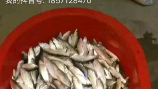 一条丝网干的白鱼
