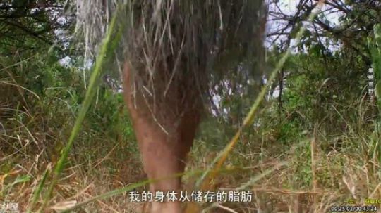 户外遛狗王飞哥发布了一个斗鱼视频2019-12-29