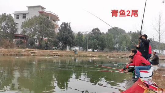 420上岛干大青 2019-12-30 13点场