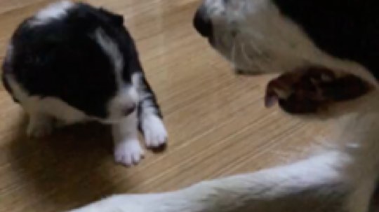 菲卡和他儿子！