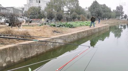 420上岛干大青 2019-12-30 11点场