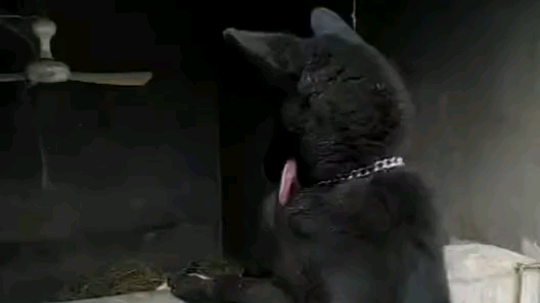 哈哈哈哈，看到就很想笑[鲨鱼骚猪][鲨鱼骚猪][鲨鱼骚猪]