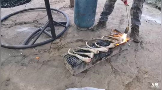 大哥基地烤土豆！！ 2020-01-05 17点场
