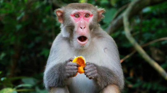 猕猴顾问_1.7一_斗鱼视频 - 最6的弹幕视频网站