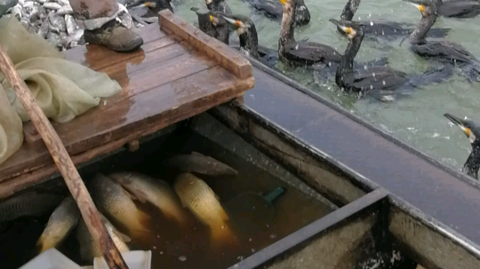 东平湖户外发布了一个斗鱼视频2020-01-12
