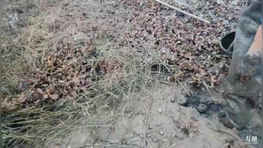 湖区插甲鱼 2020-01-14 15点场