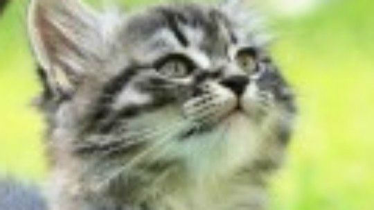 钢枪上分