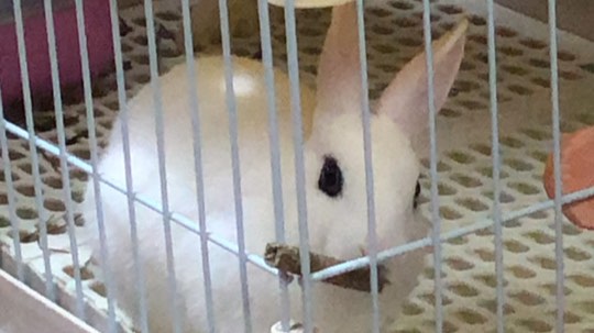 下播先给大师兄一根磨牙棒