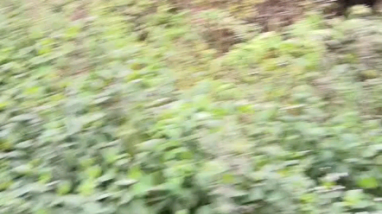 进山隐居[鲨鱼旭宝宝]，三水给大家拜年拉！祝大家鼠年行大运，