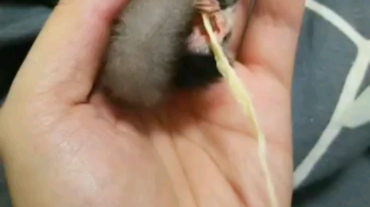 蜜袋鼯 化了化了