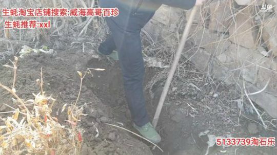 西北老狼哥哥发布了一个斗鱼视频2020-01-31