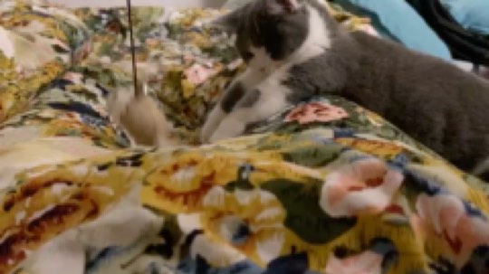 臭弟弟c2h发布了一个斗鱼视频2020-01-31