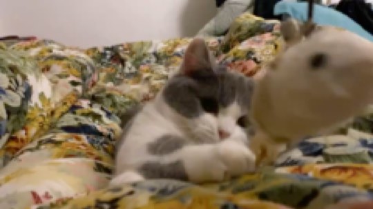 臭弟弟c2h发布了一个斗鱼视频2020-02-02