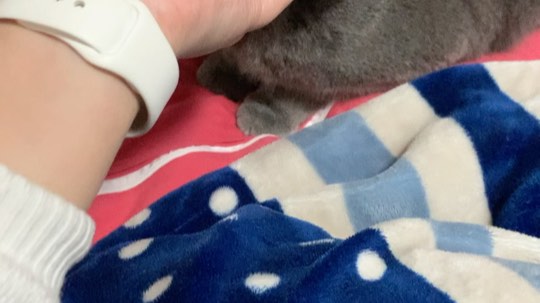 做我的猫