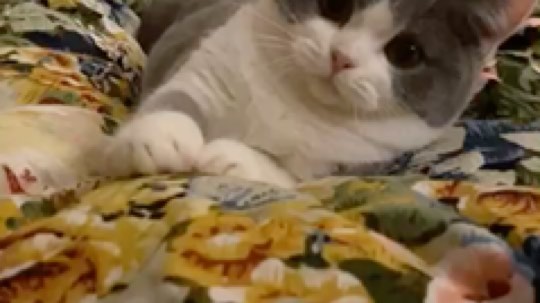 臭弟弟c2h发布了一个斗鱼视频2020-02-02