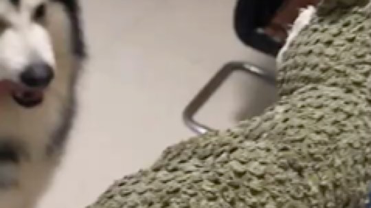 A趣趣趣趣发布了一个斗鱼视频2020-02-04