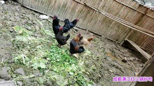 深山大咖加油(≧ω≦)/ 2020-02-05 11点场