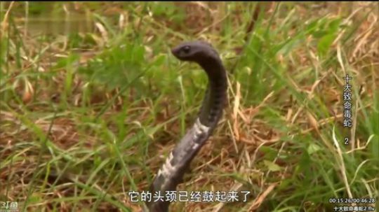 护法惊丶发布了一个斗鱼视频2020-02-06