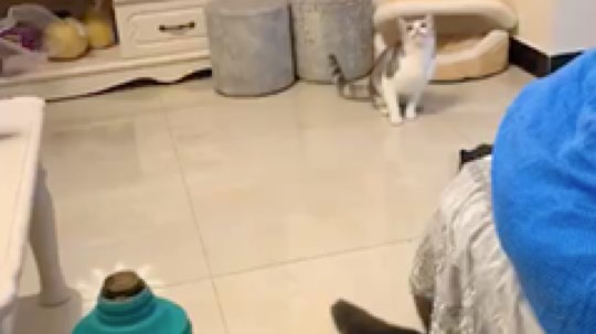 请叫我呸呸呸丶发布了一个斗鱼视频2020-02-08