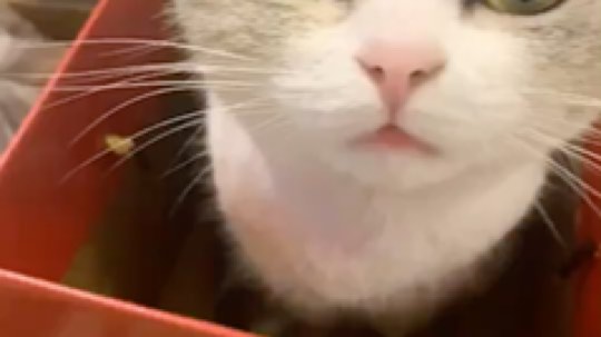 请叫我呸呸呸丶发布了一个斗鱼视频2020-02-08