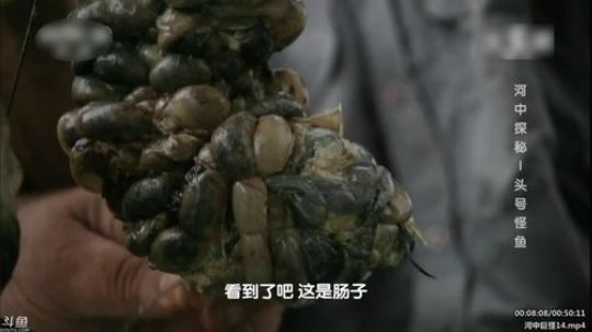 户外遛狗王飞哥发布了一个斗鱼视频2020-02-10