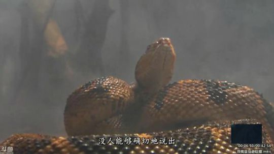 护法惊丶发布了一个斗鱼视频2020-02-11