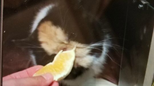 宅在家里看大联盟猫猫