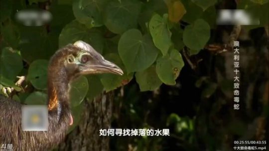 护法惊丶发布了一个斗鱼视频2020-02-12