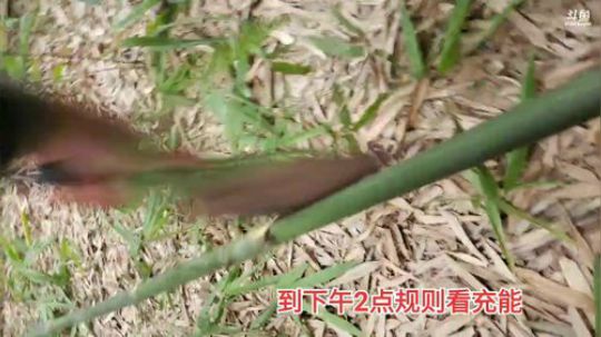 《守村人》244548的直播间 2020-02-14 16点场