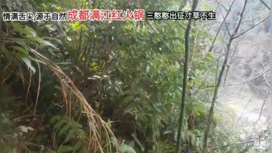 大山深处的产物之野生山药 2020-02-14 12点场