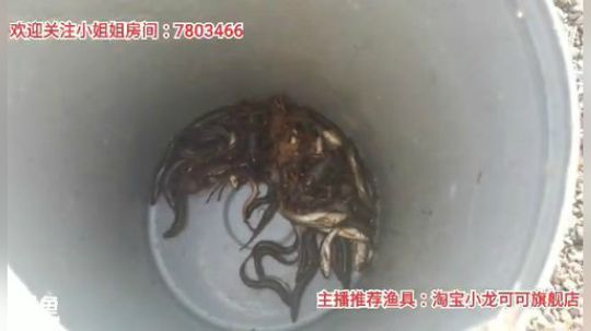 十一郎君01发布了一个斗鱼视频2020-02-18