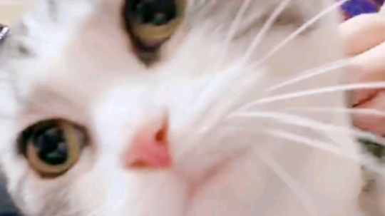 江浙沪最萌小猫咪