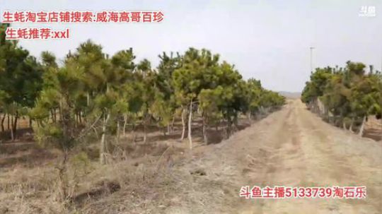 西北老狼哥哥发布了一个斗鱼视频2020-02-19