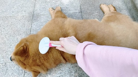 烤乳猪
