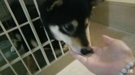 我在斗鱼看猫粮战士直播户外