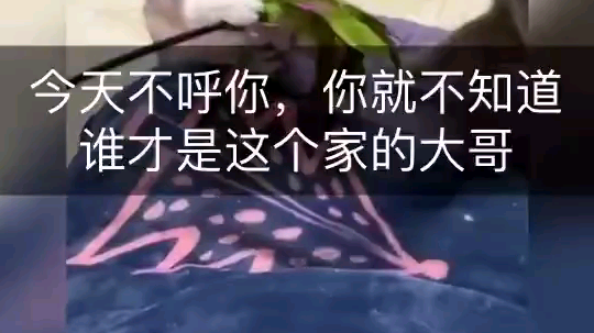 白猫：我委屈～