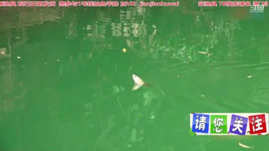 我在斗鱼看贱贱钓鱼直播乡野