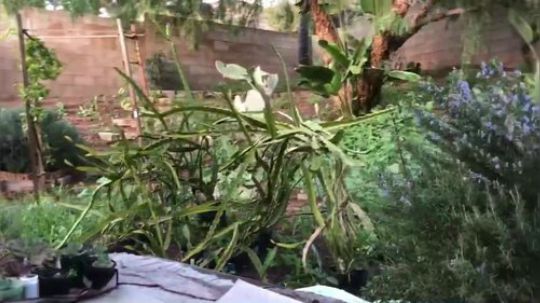 种树傻肉传