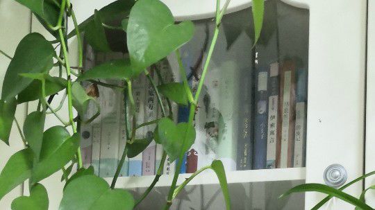 杜甫 古诗三首