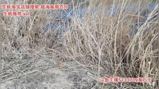 西北老狼哥哥发布了一个斗鱼视频2020-02-27