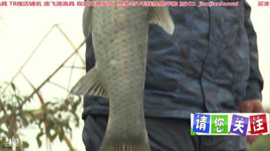 我在斗鱼看贱贱钓鱼直播乡野