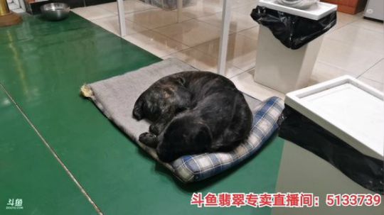 我在斗鱼看无尽无尽的无尽直播美食
