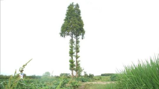 我在斗鱼看野食小哥直播美食