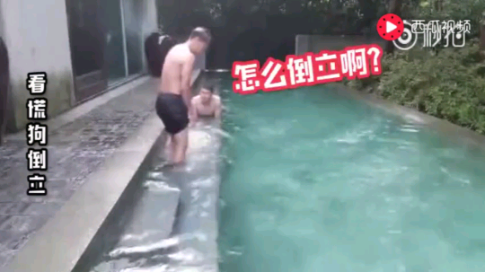 狗王水中倒立