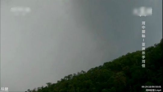 户外遛狗王飞哥发布了一个斗鱼视频2020-03-04