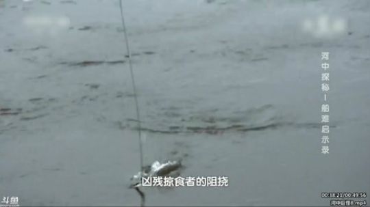 户外遛狗王飞哥发布了一个斗鱼视频2020-03-06